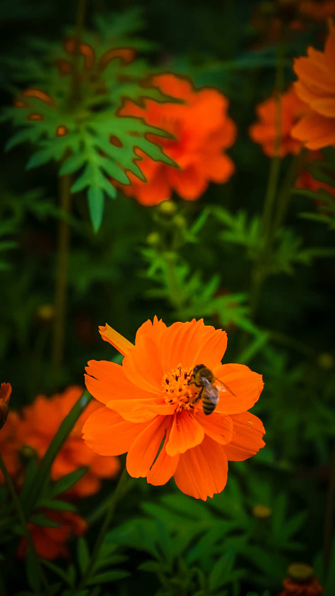 @𝑻𝒂̂𝒏 𝑻𝒉𝒊