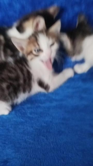 @Yildiz Rizeli 53 34