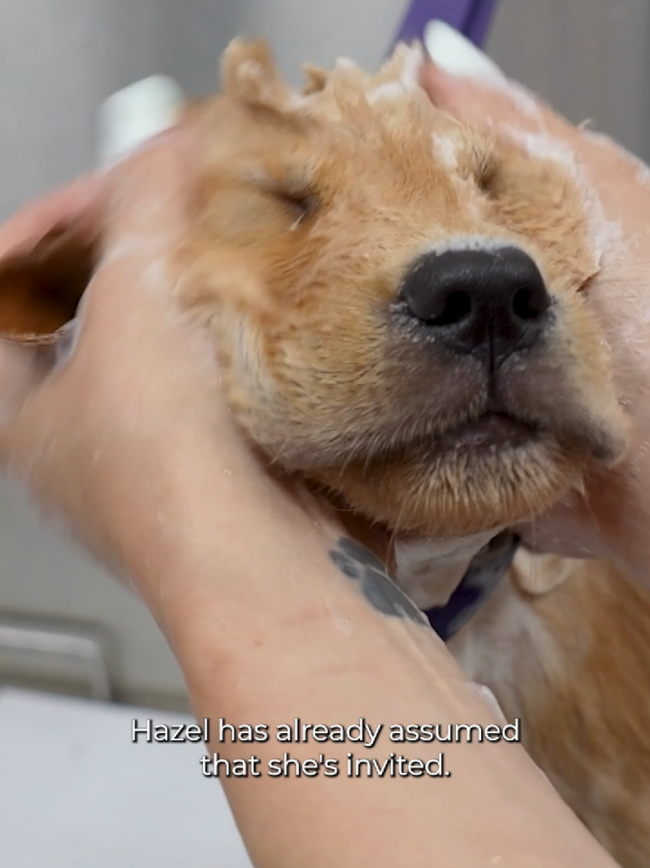 @Girl With The Dogs