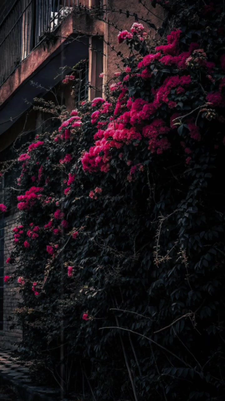 @𝐓𝐡𝐮𝐬𝐡𝐚 𝐄𝐝𝐢𝐭𝐳