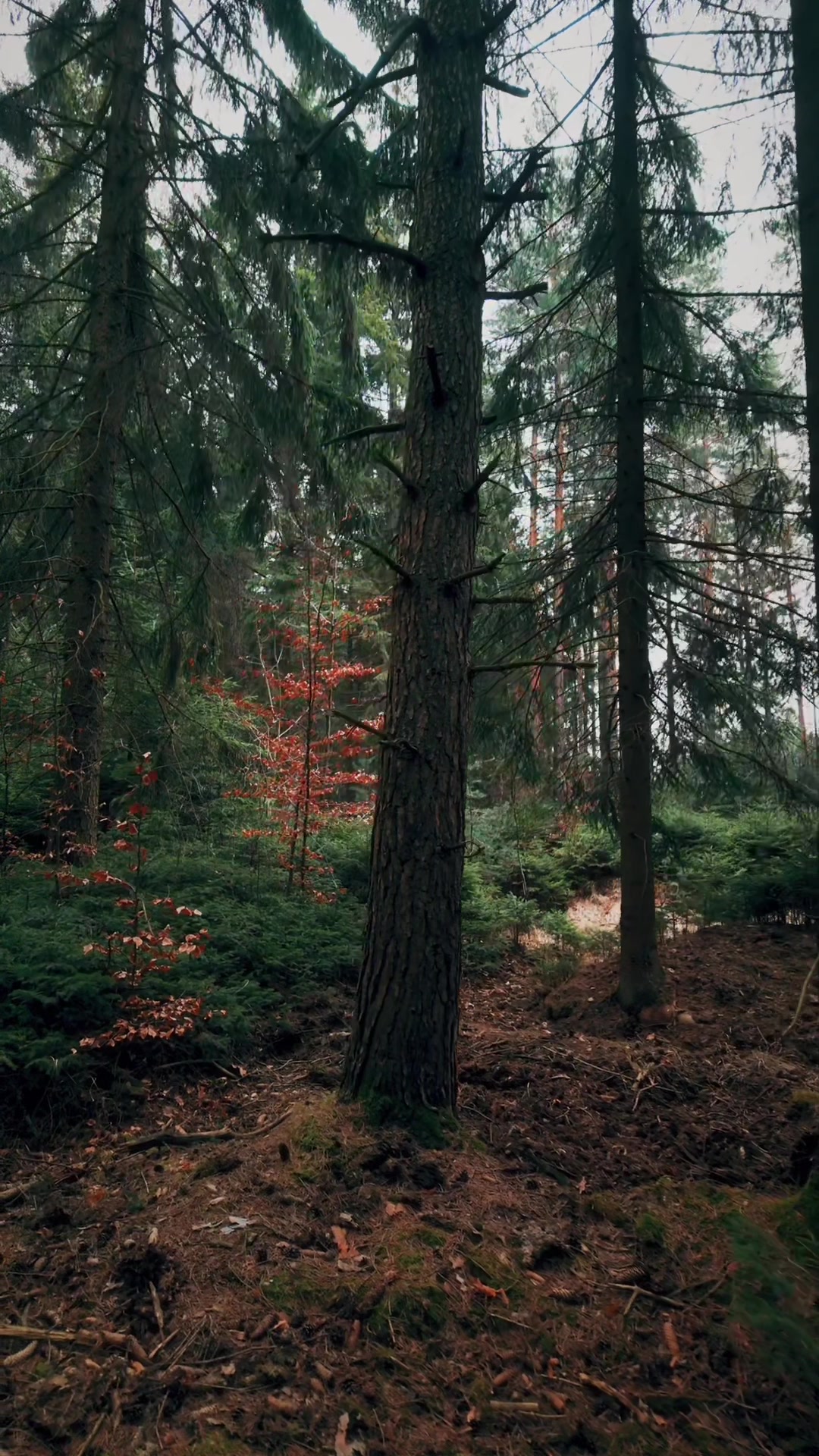 @forest_caro