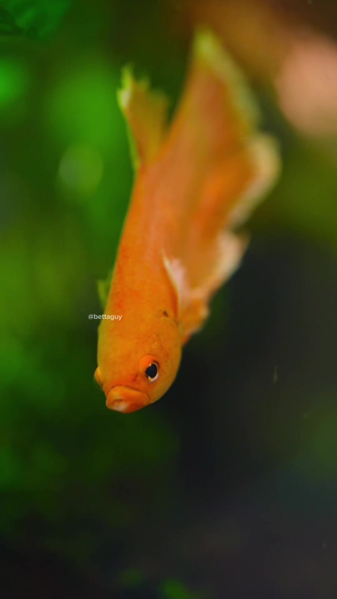 @Fish guy