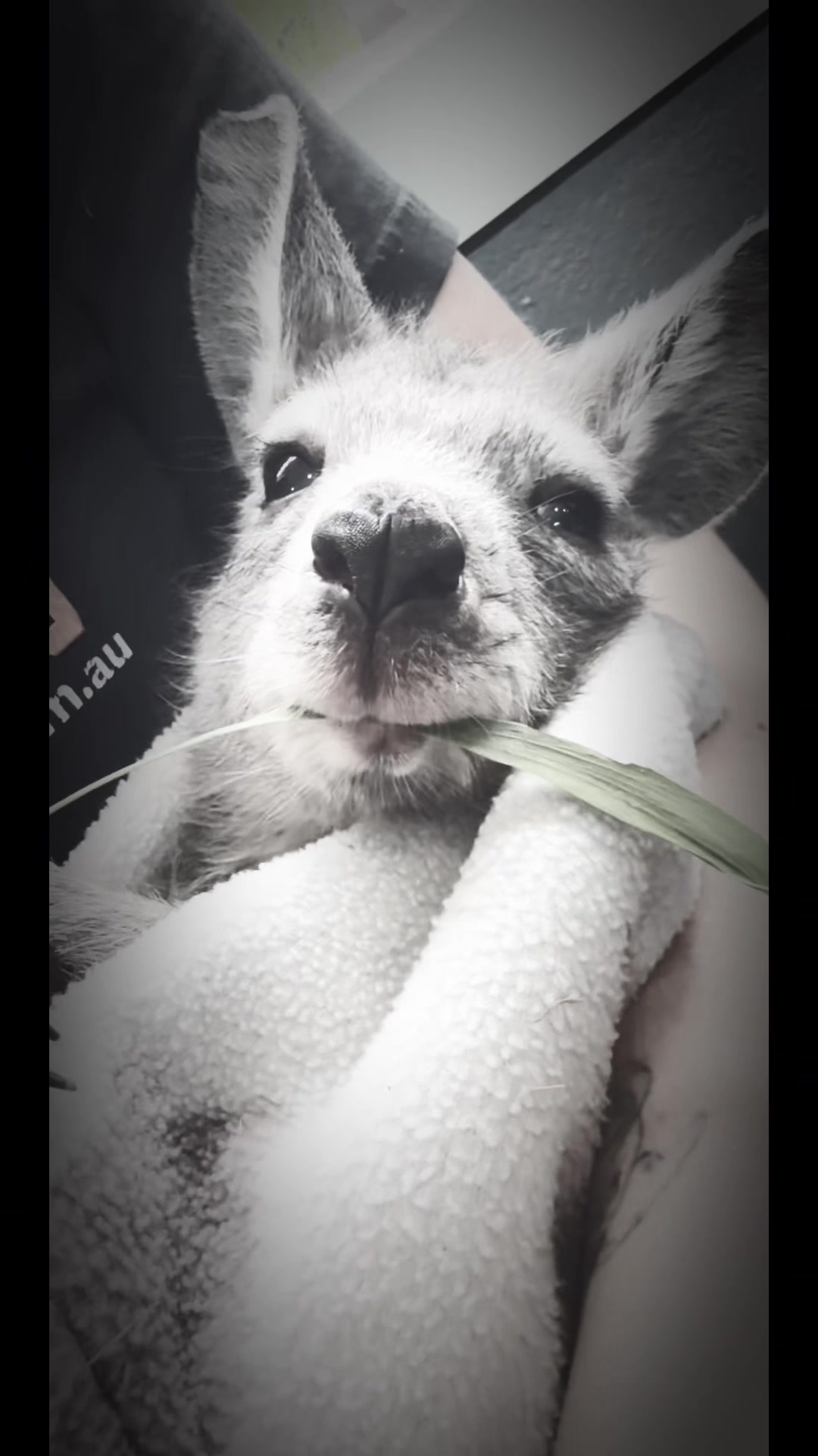 @auraful_animals