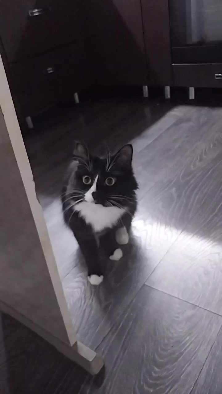 @лилац ∅ (котик хлыщ)