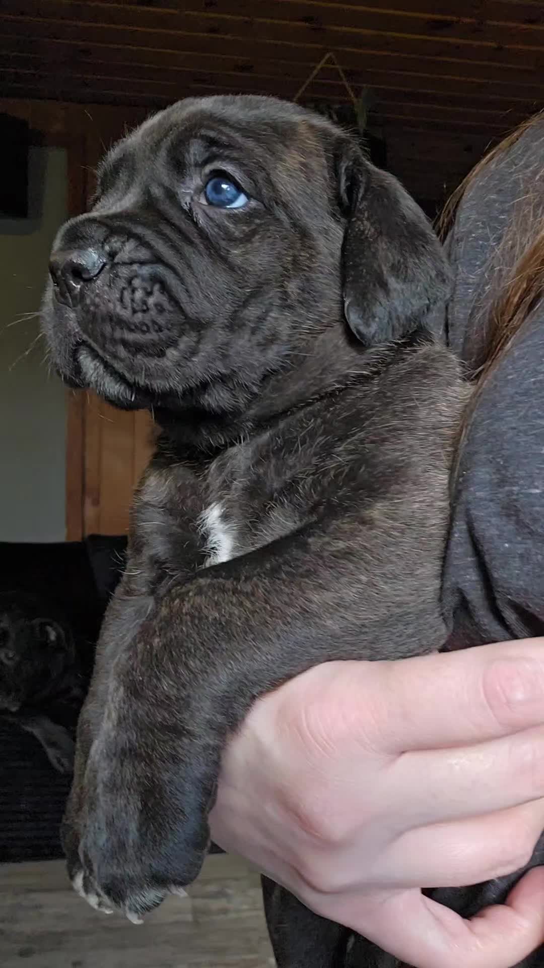 @SalmonCreekCaneCorso