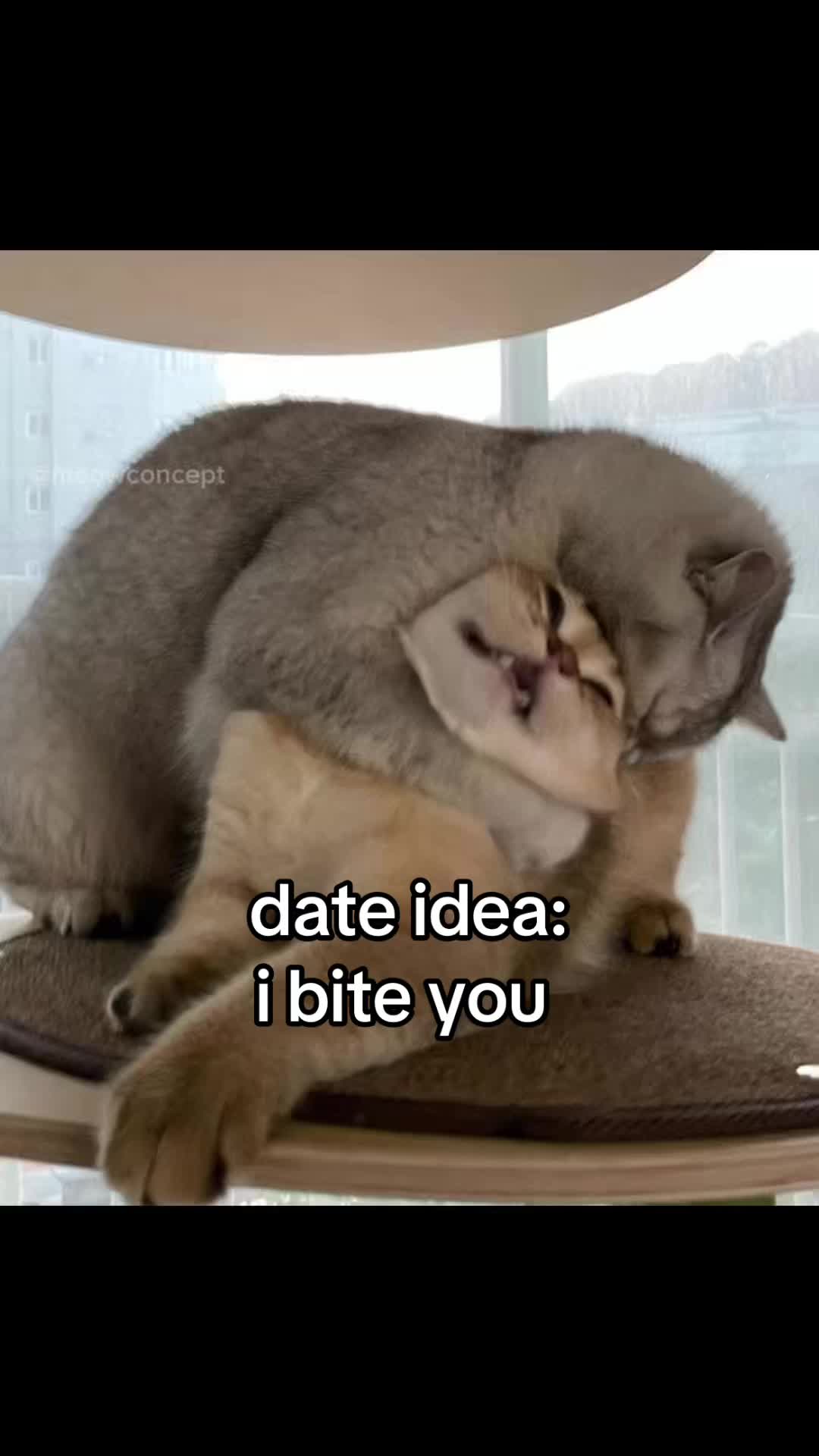 @meowconcept