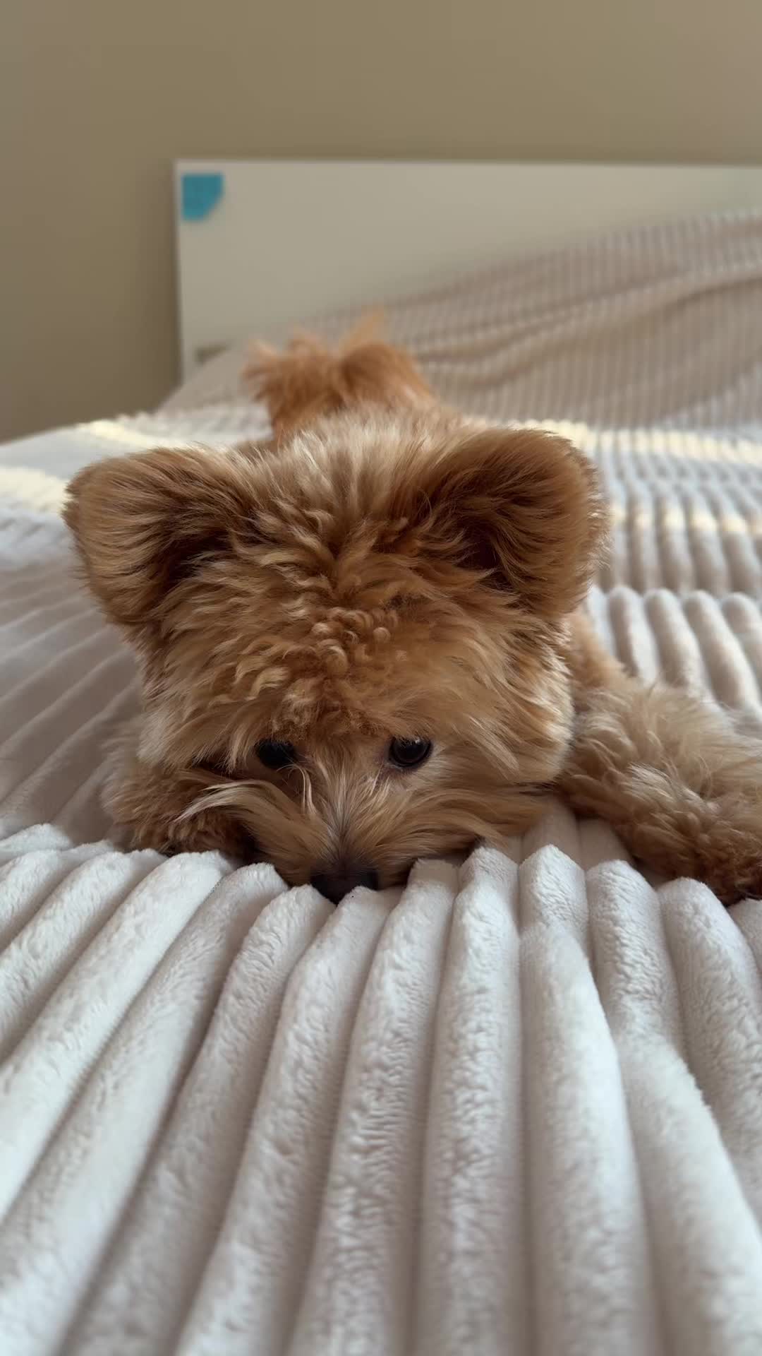 @pomapoo.barney