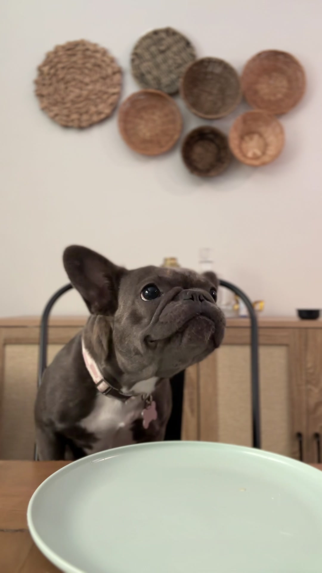 @blueythe405frenchie