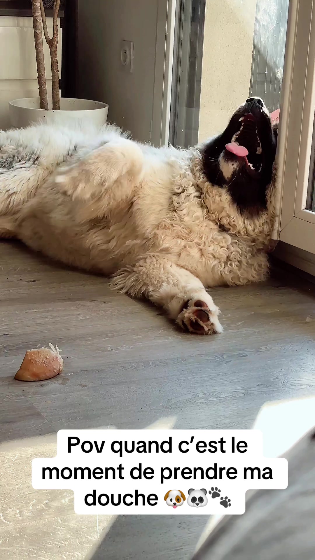 @Moon 🐶🐼🐾