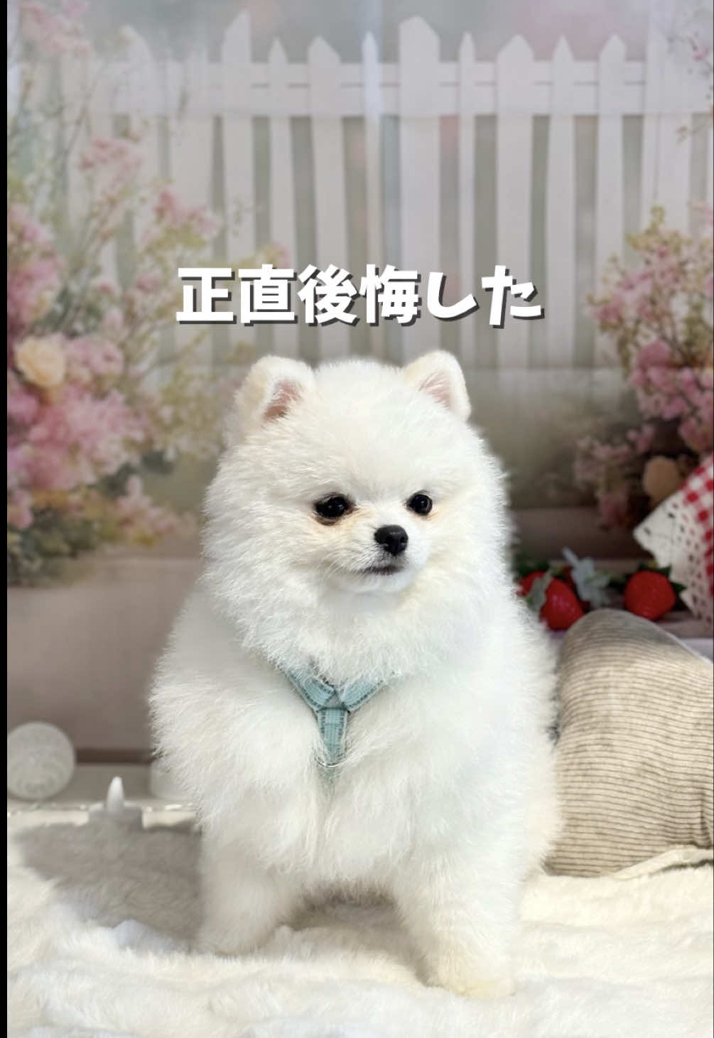 @ポメラニアンのミル🍼