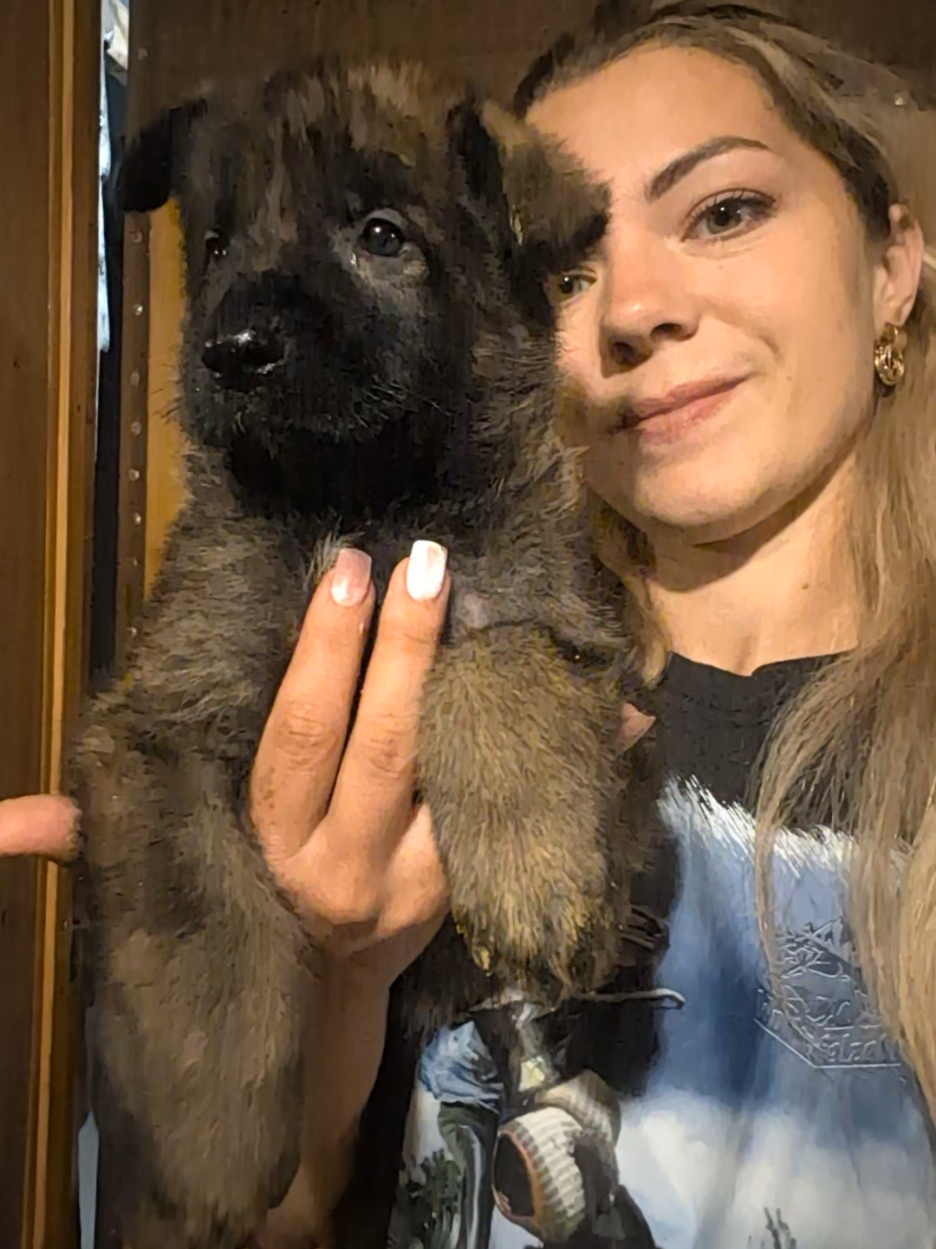 @вівчарки "Wolf'sfelzem"
