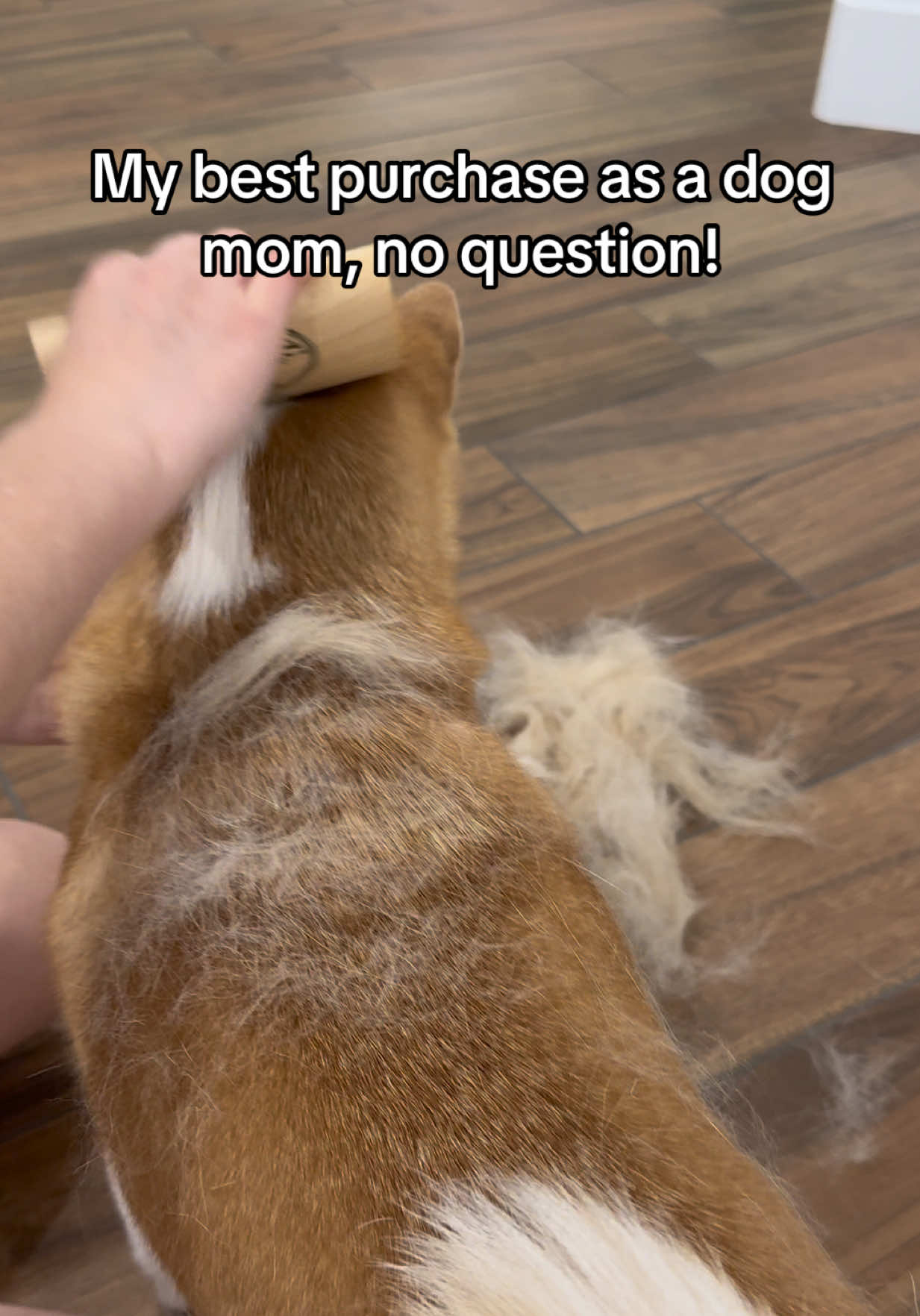 @Flock of Shibas 🐕🐕🐕