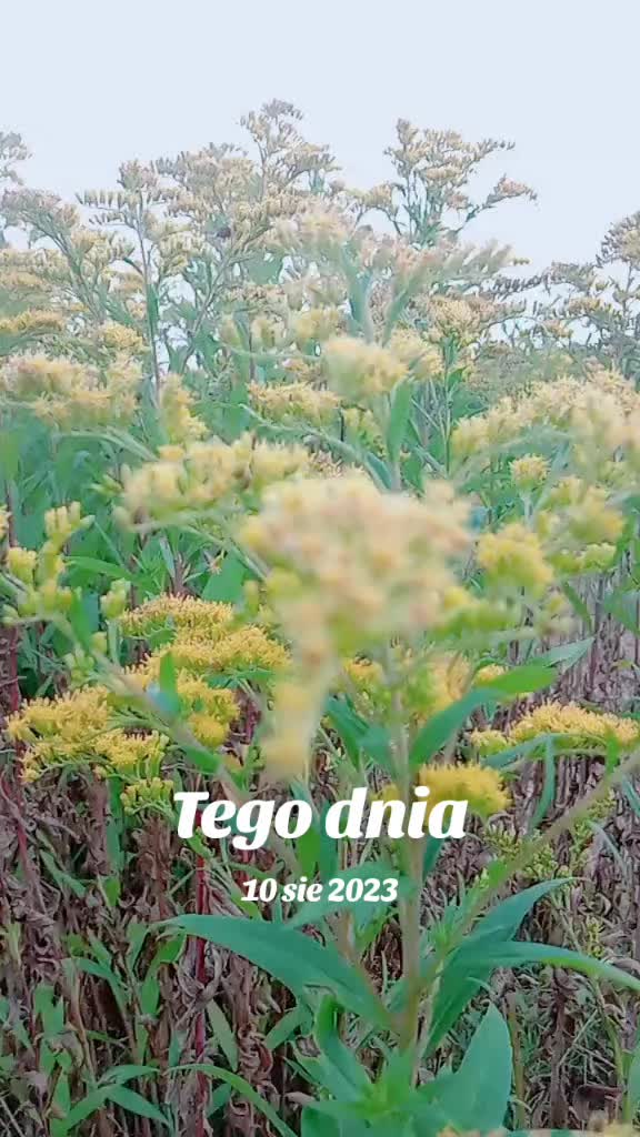 @MaGdaC
