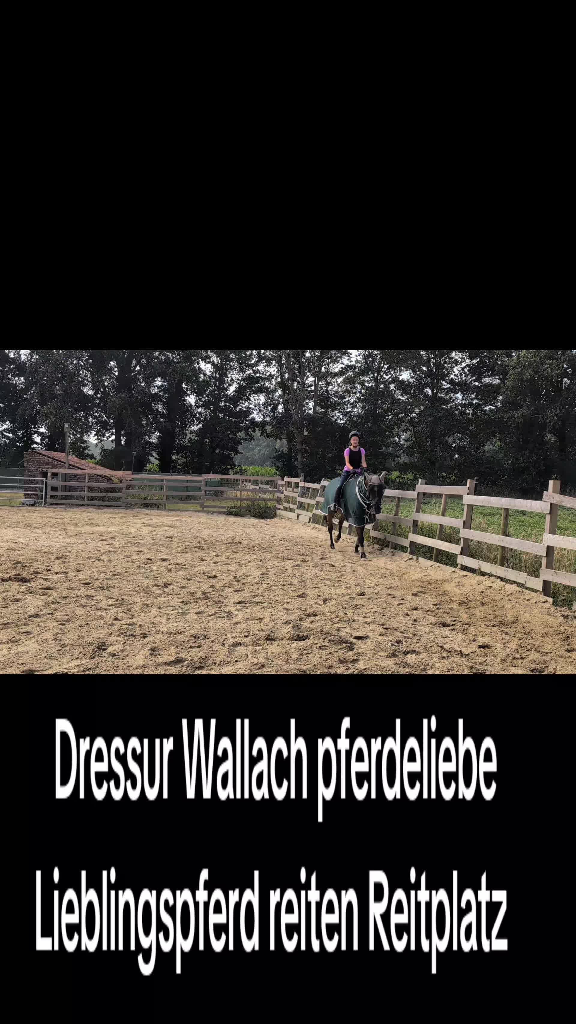 @Steffis_horse_world