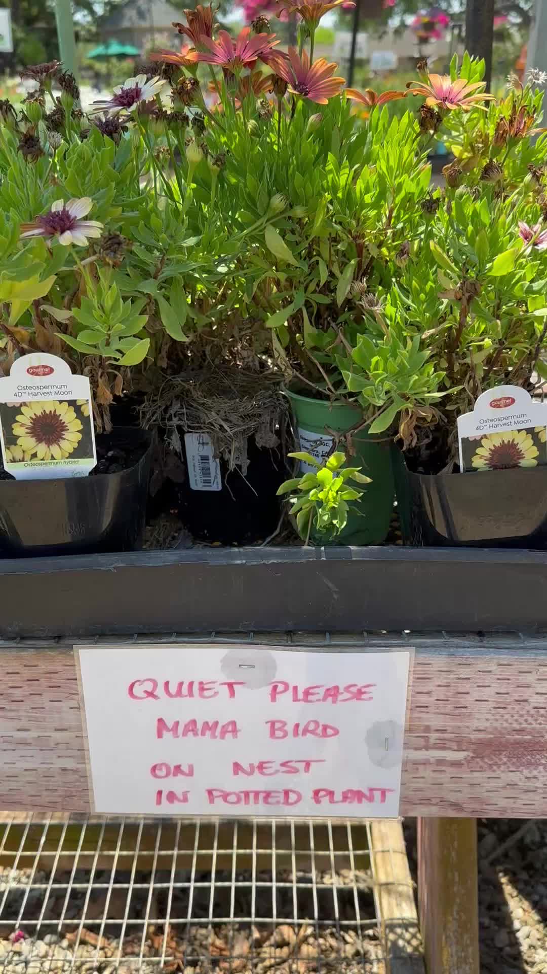@Alden Lane Nursery