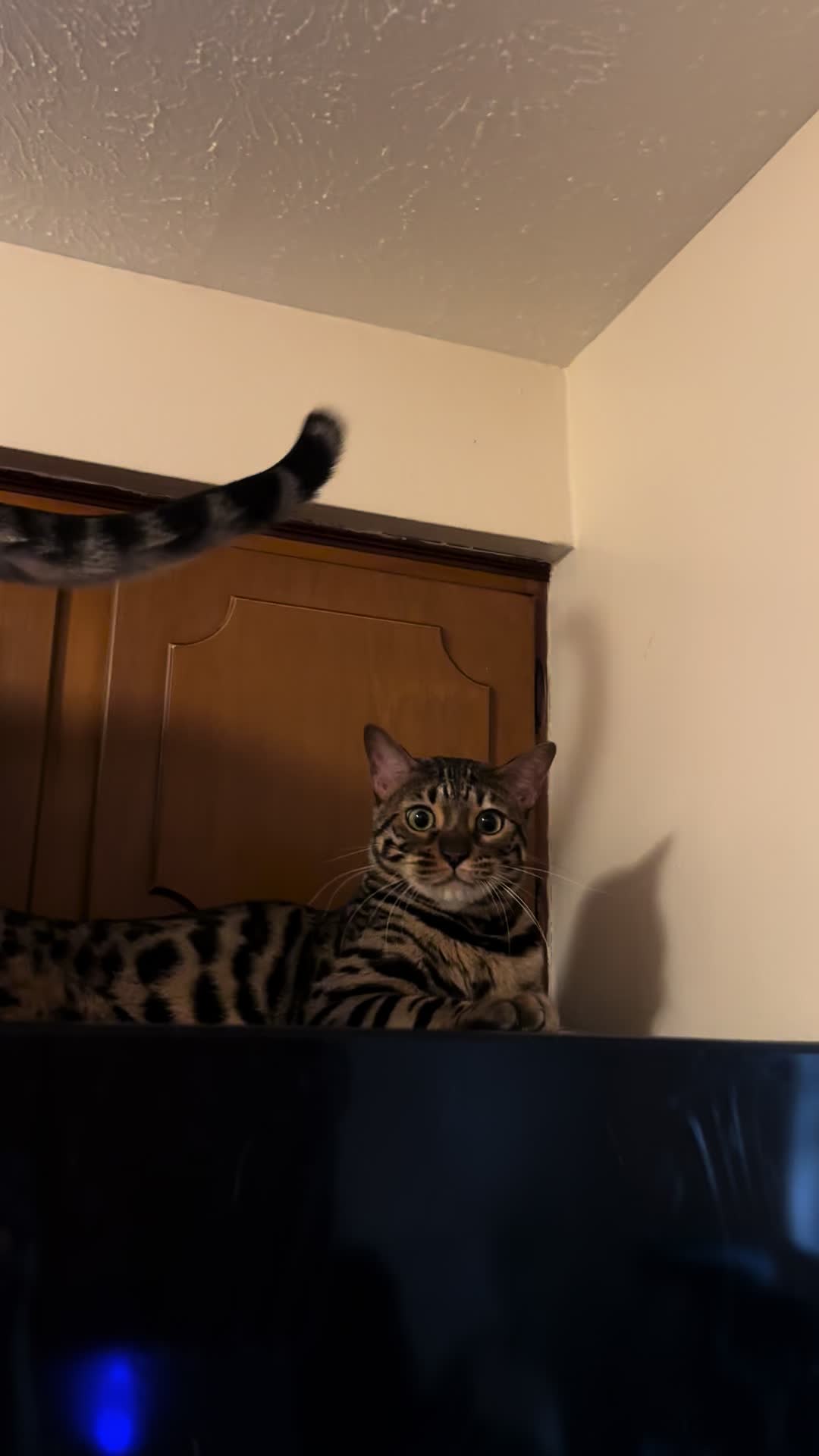 @Tiny Leopard Cats