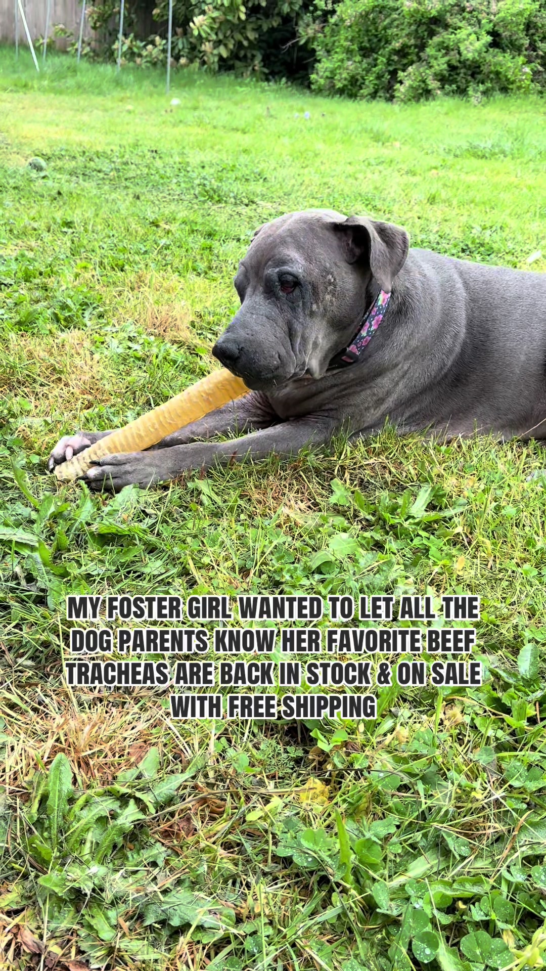 @kai•thedogmother🐾