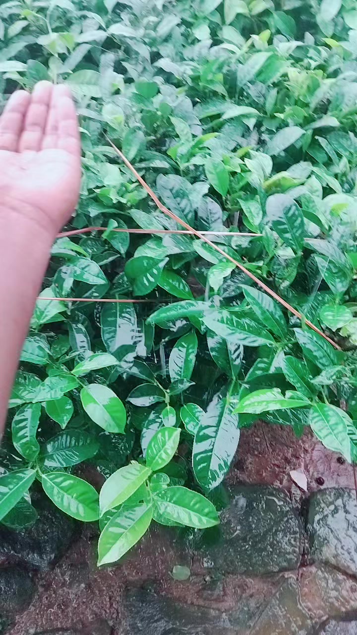 @mrkiso