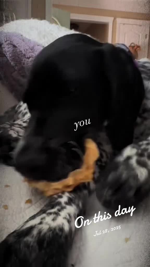 @hellovbirdie