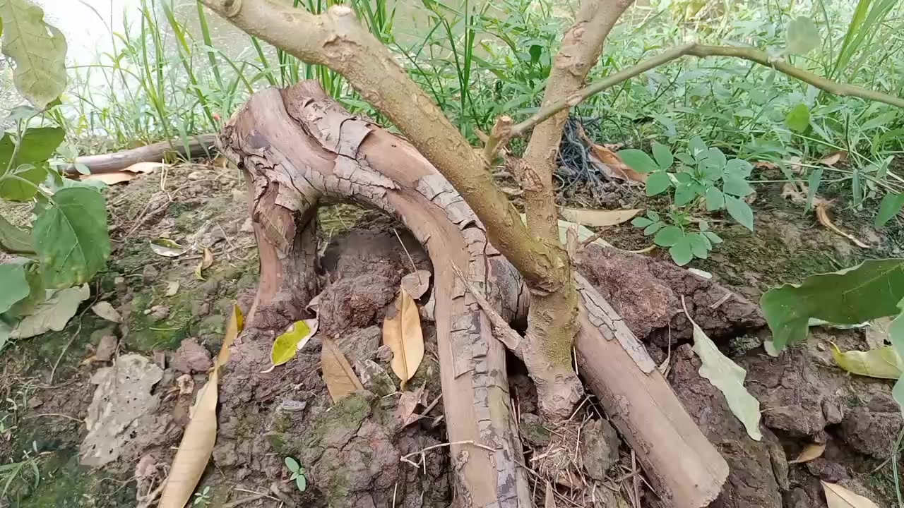 @Trúc Mai