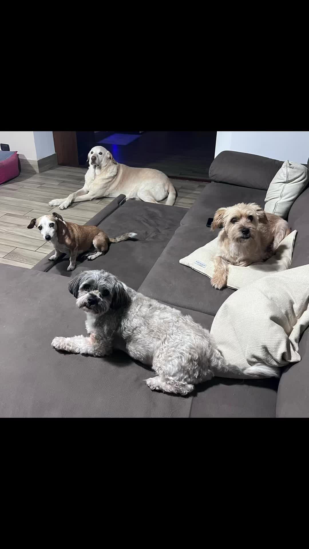 @Tanya Volontaria Animalista