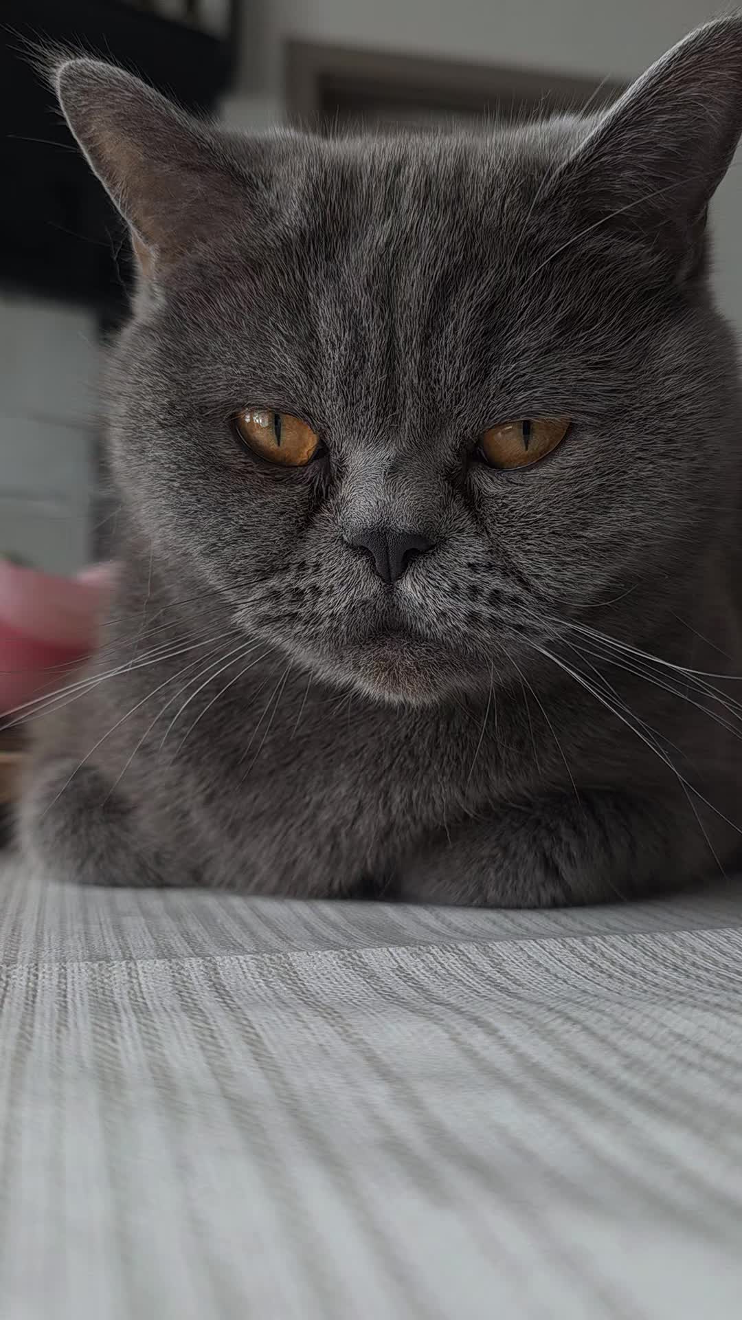@Rodriguez & Cats ๐๐พ