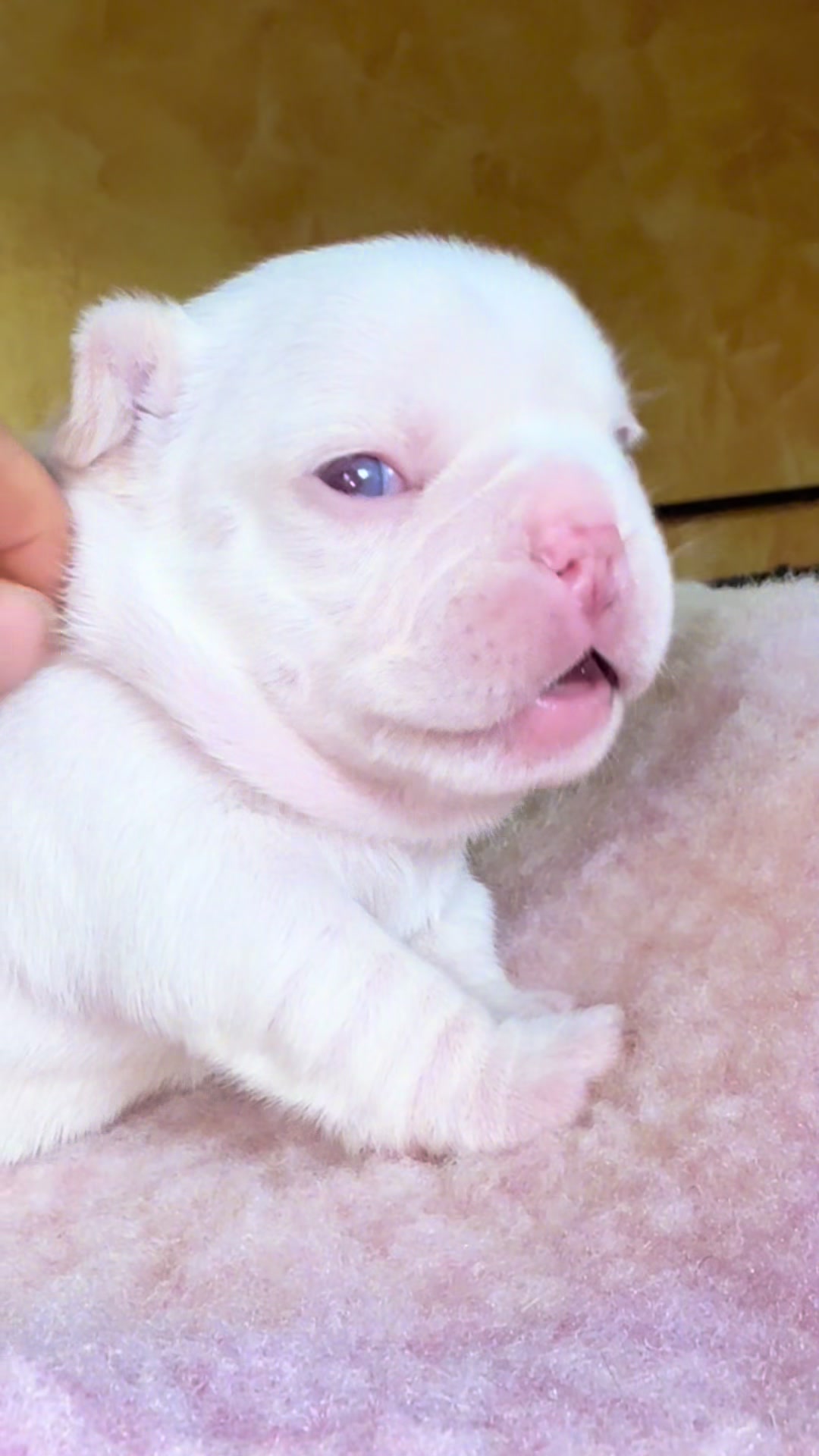 @ilborgodipintobulldog