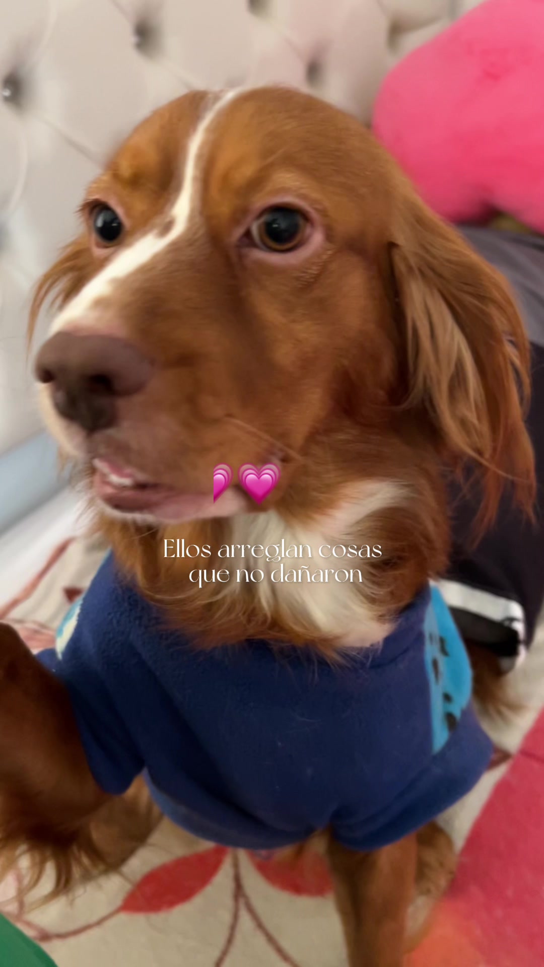 @ღ 𝐉 𝐞 𝐥 𝐢 ᵔᴥᵔ