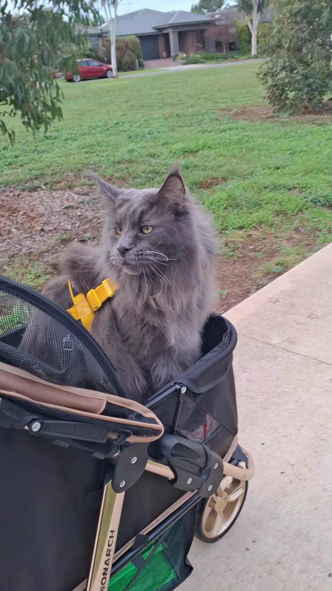 @Ragnar the Maine Coon 🐈