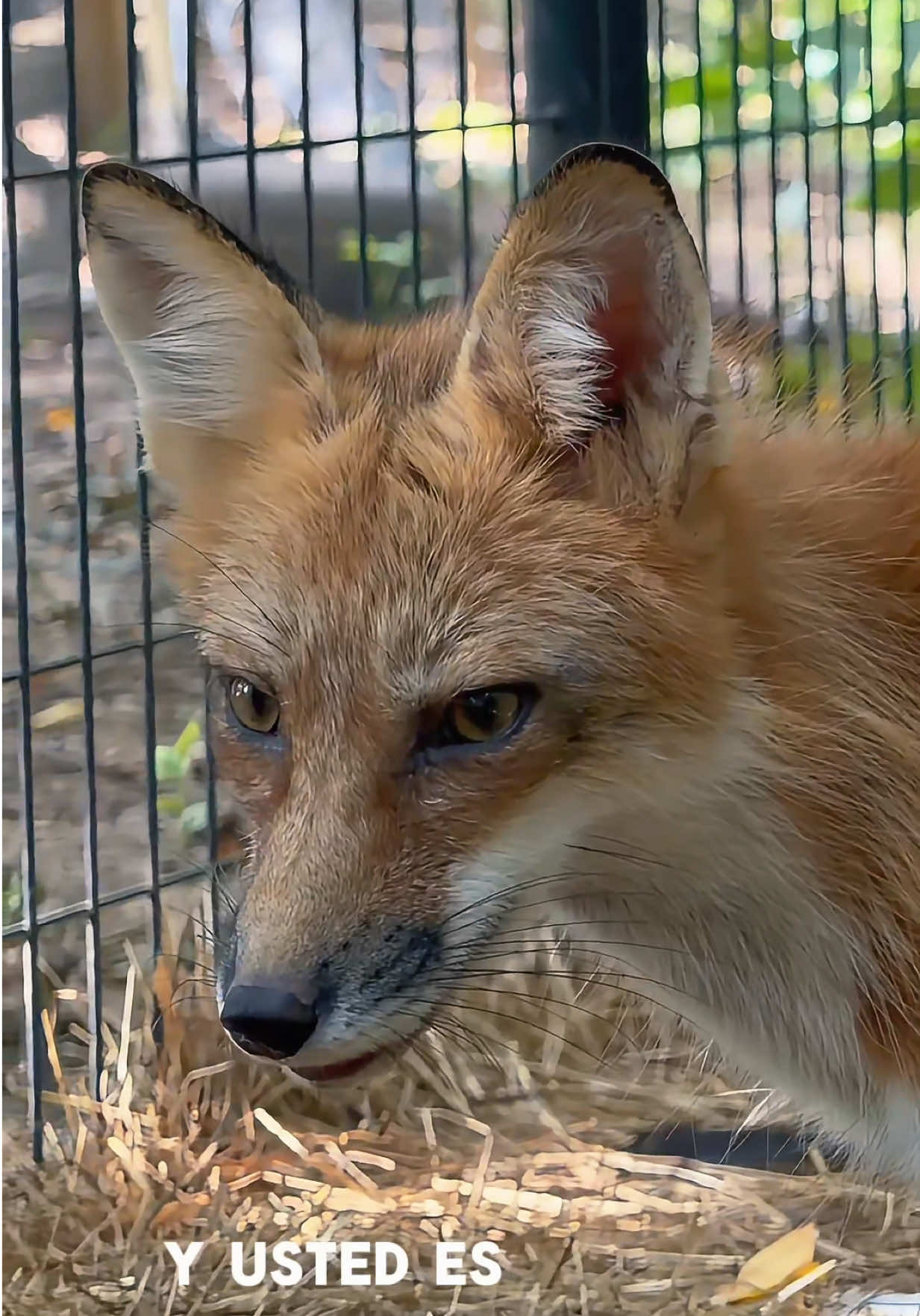 @👨🌾Frank Martinez🦊🩵💛💘