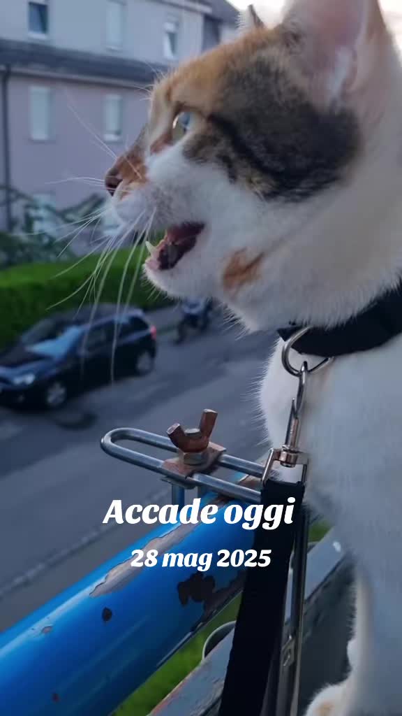 @Stellina