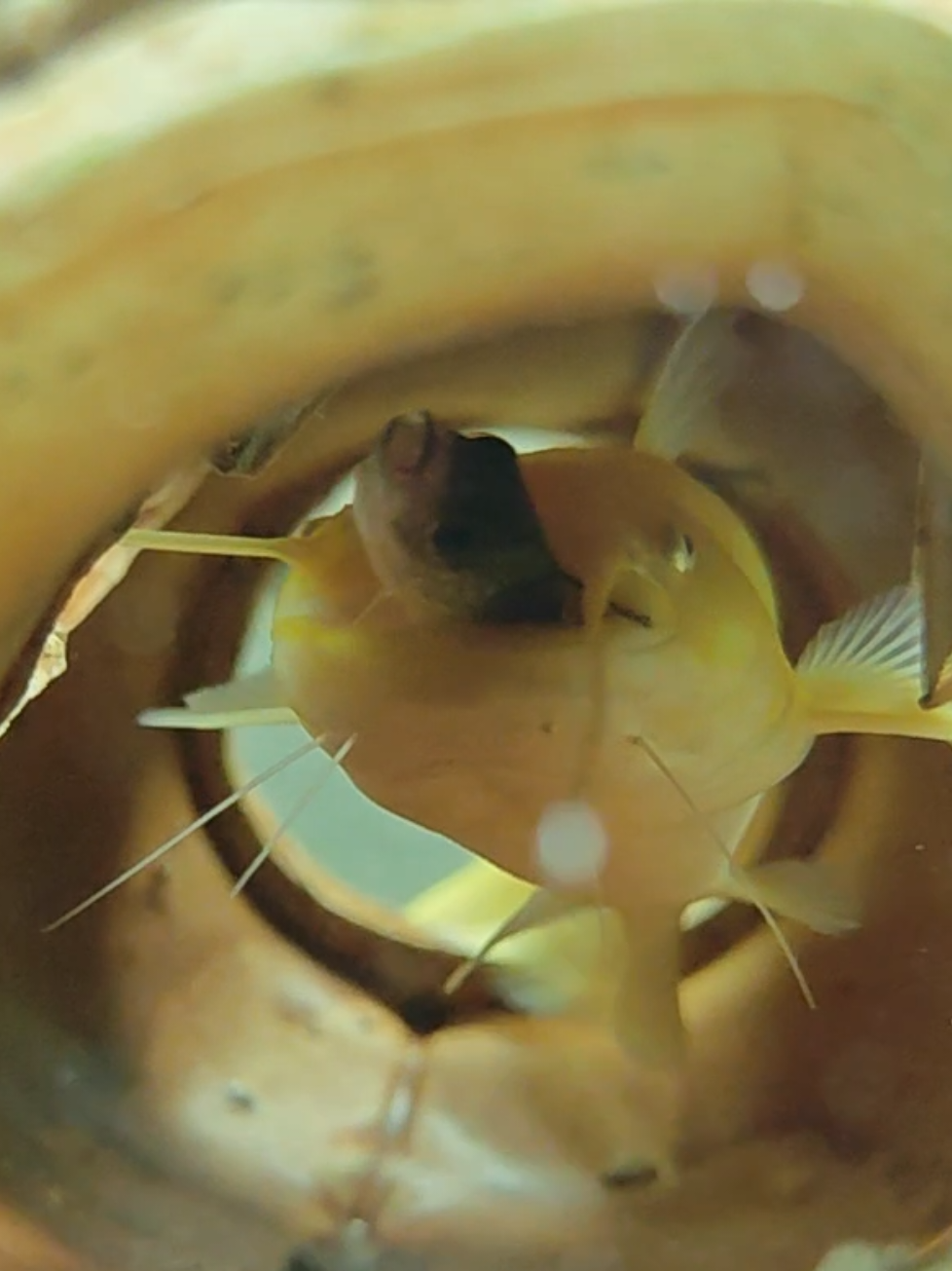 @predatoryfishtank