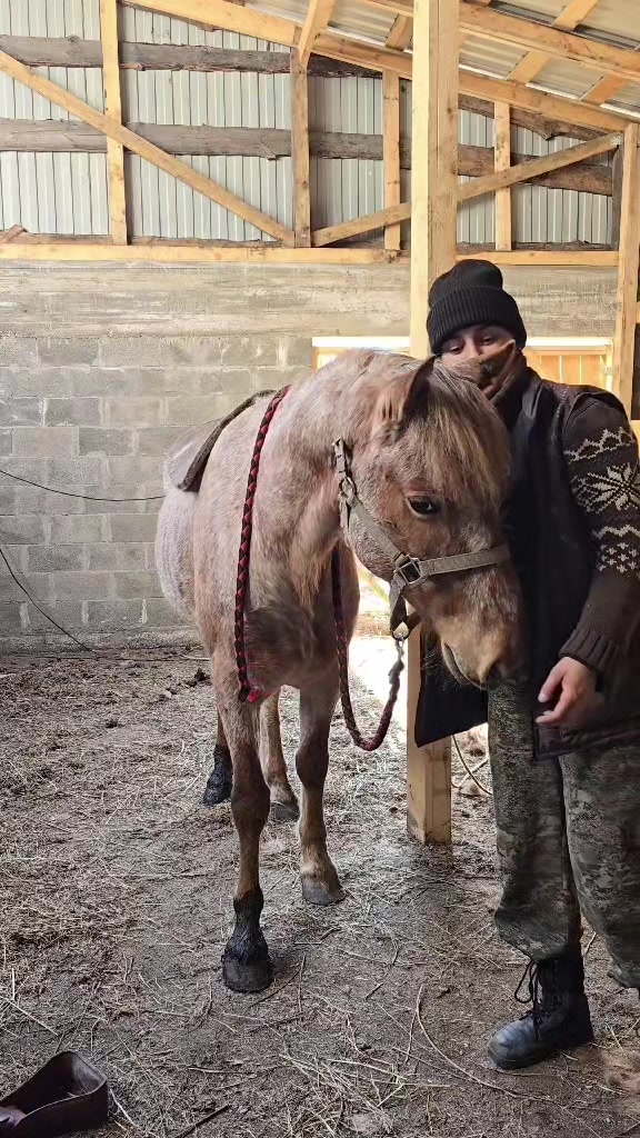 @tg: altaihorses