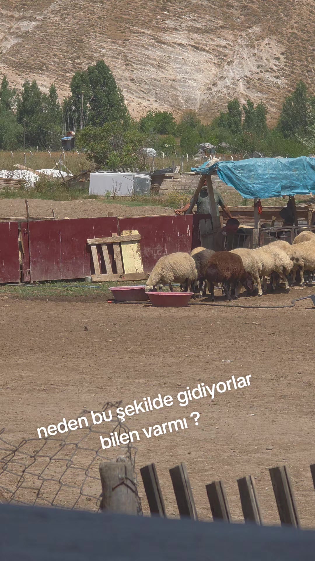 @Tanju şimşek