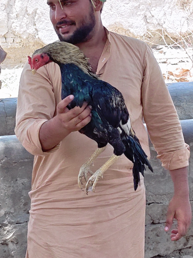 @اشفاق چوہدری 🌺