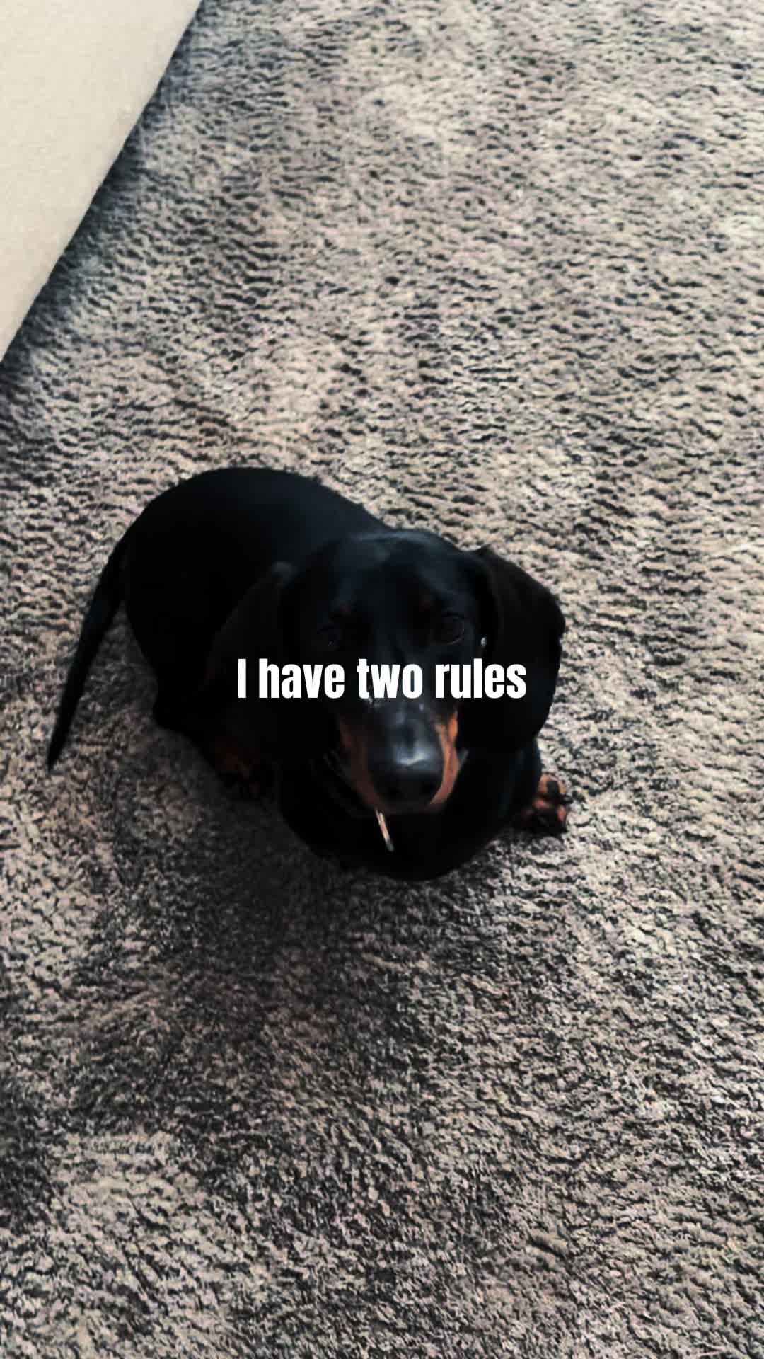 @Pure Paws