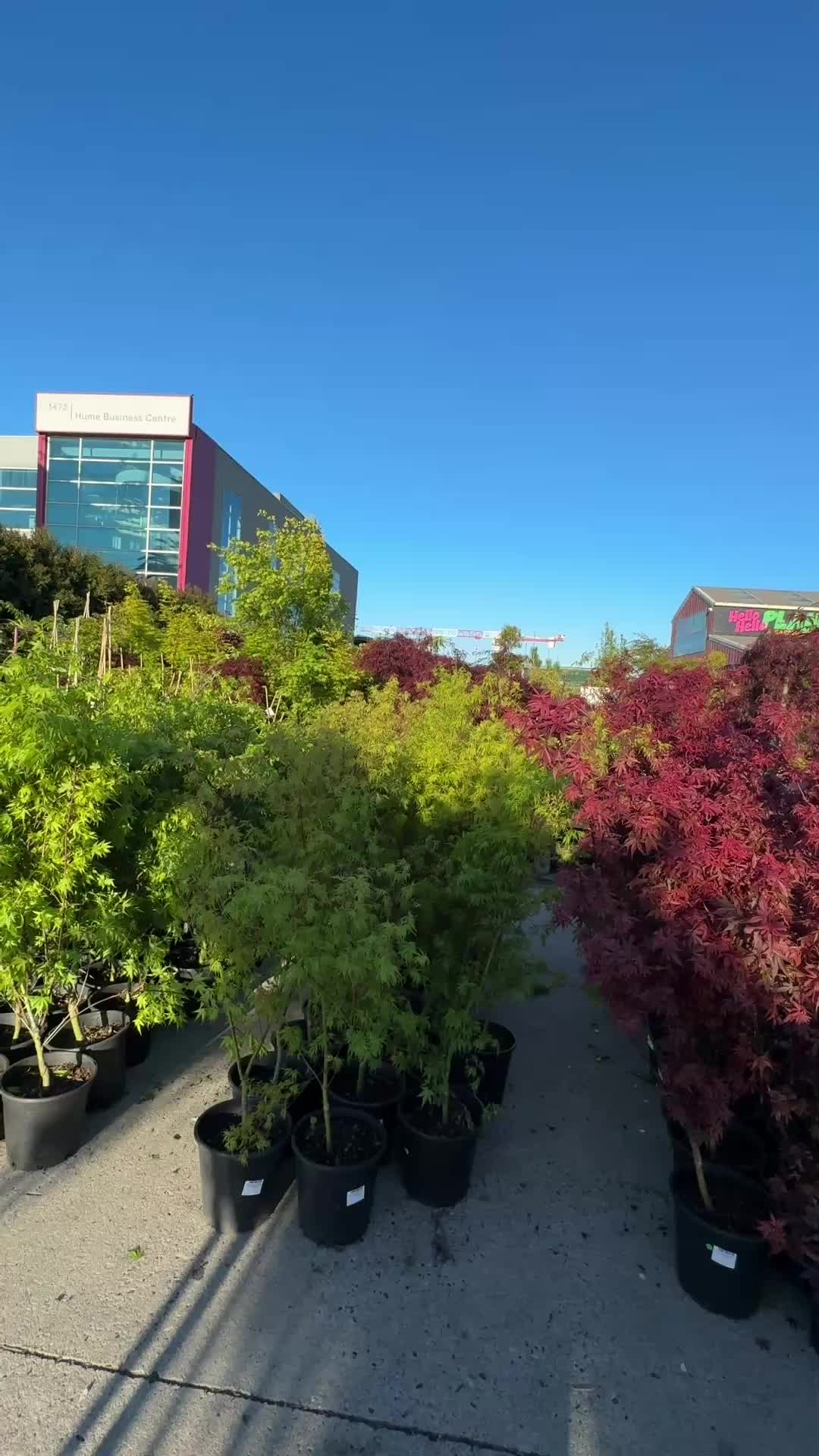 @Hello Hello Plants Nursery