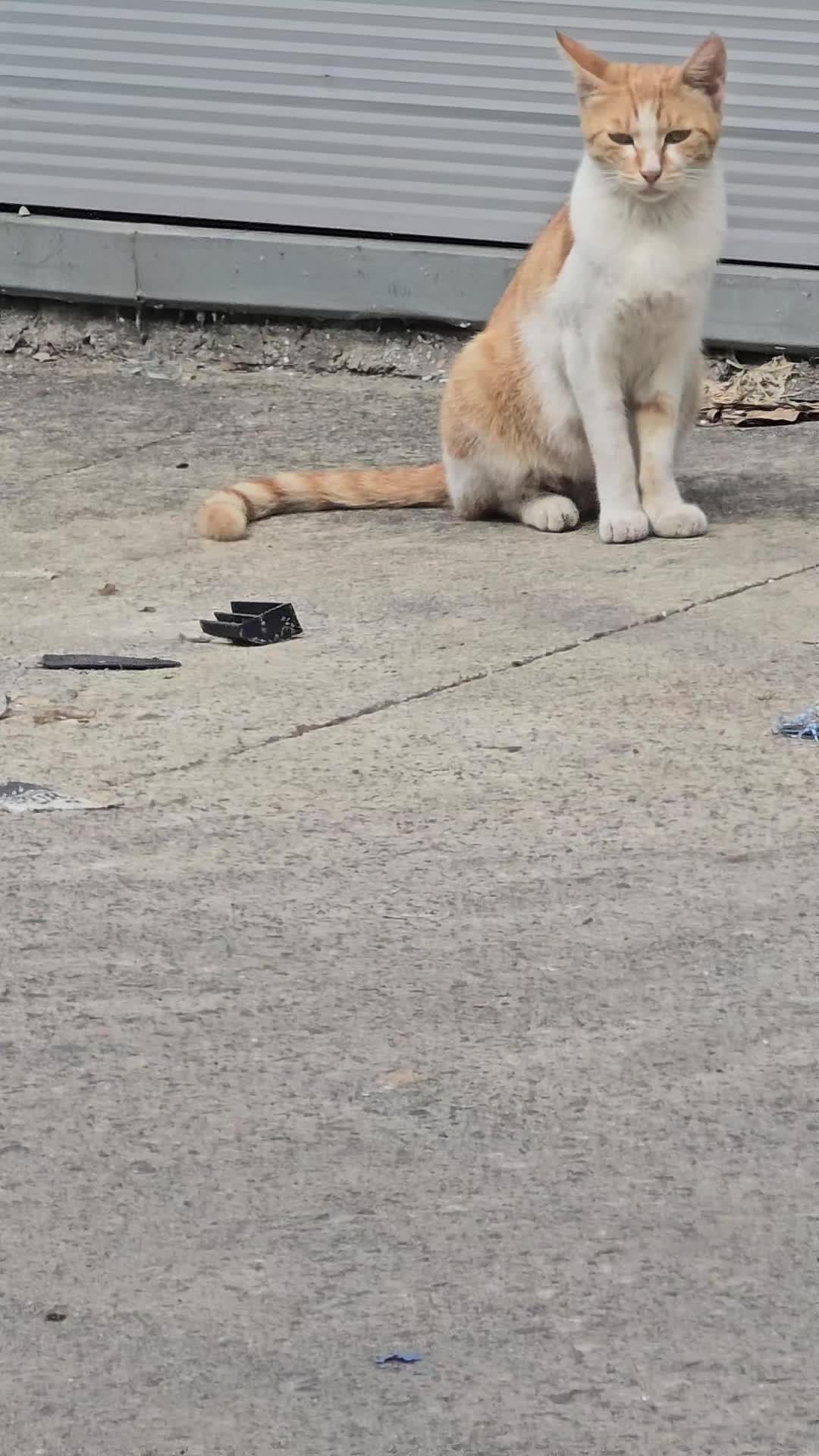 @고양이 형아