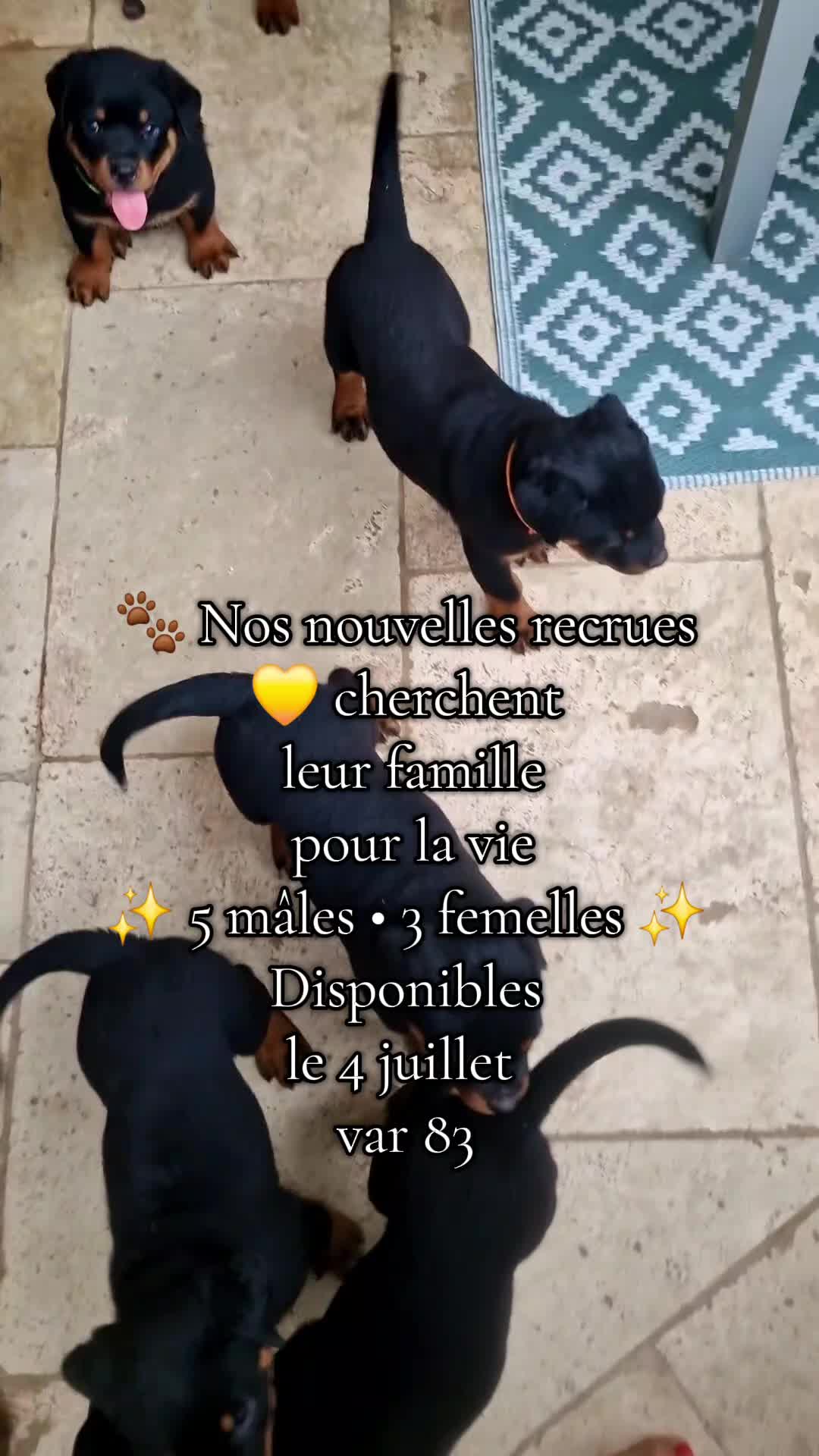 @Laetitia FACHETTi Rottweiler
