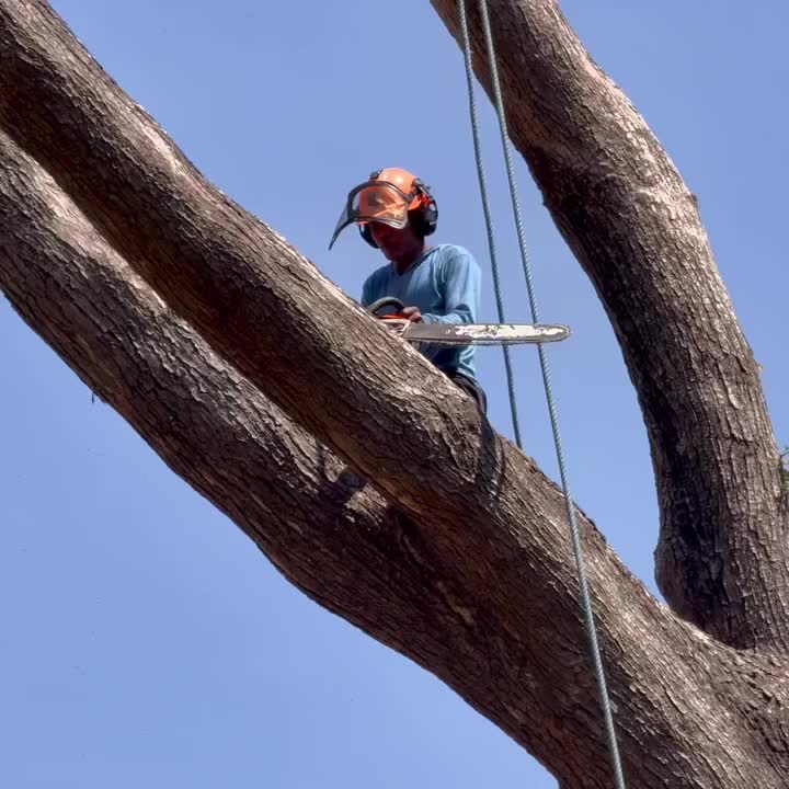 @Alex Tree Climber 👷 🇺🇸