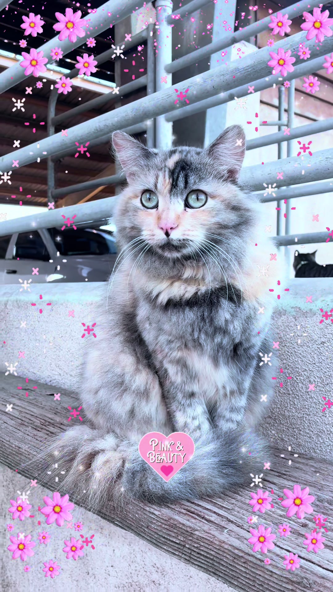 @Amri Gatitos