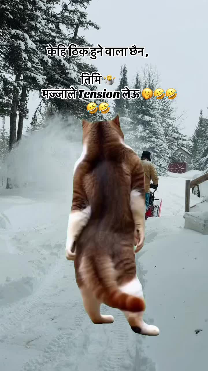 @Meow🐈&zwj;⬛