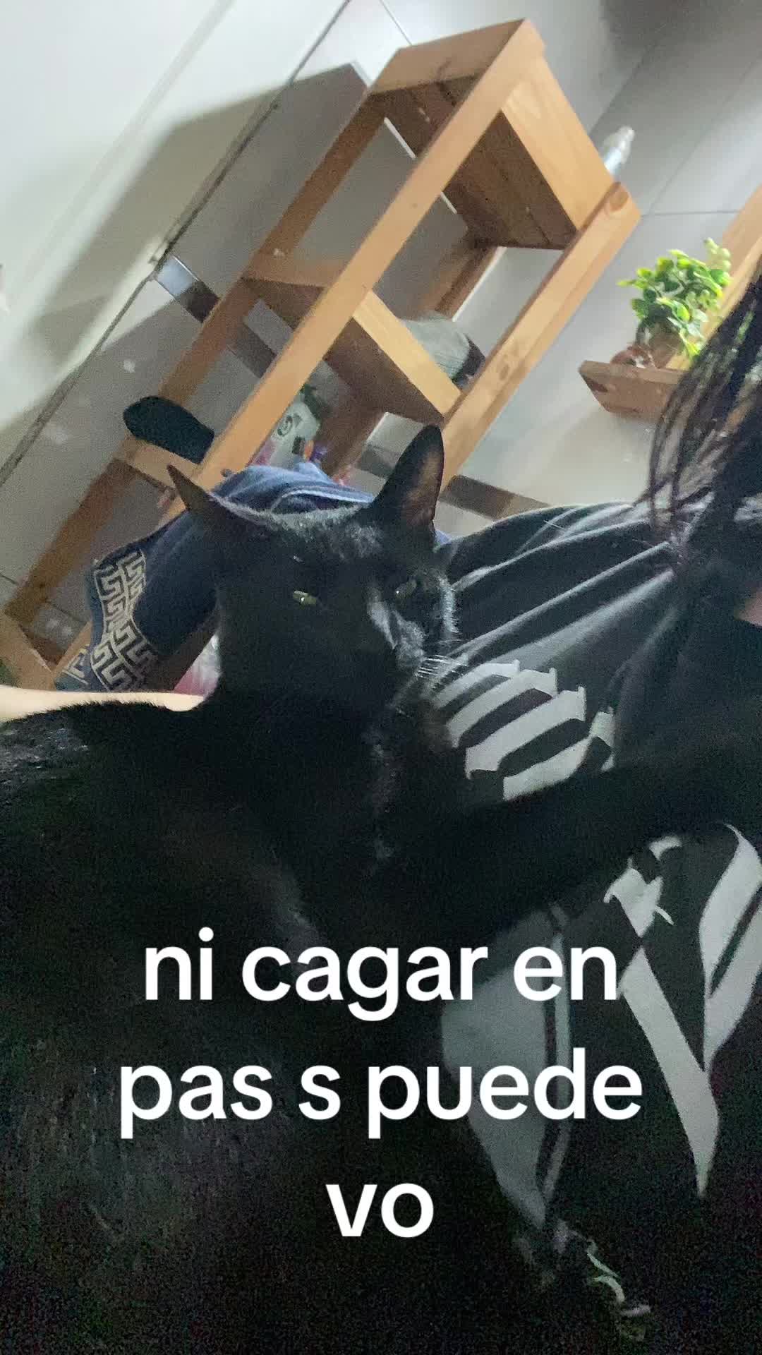 @vampiturra