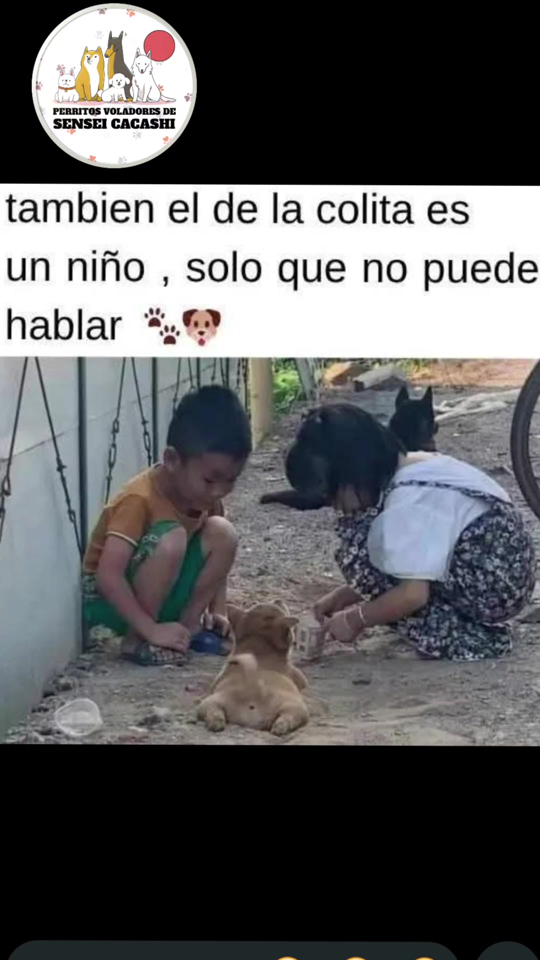 @Perritos Voladores