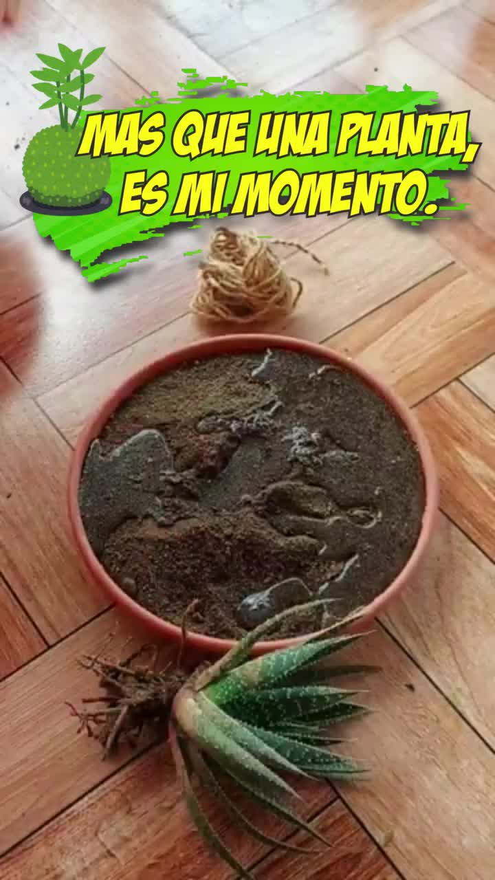 @Escuela de Kokedamas✅