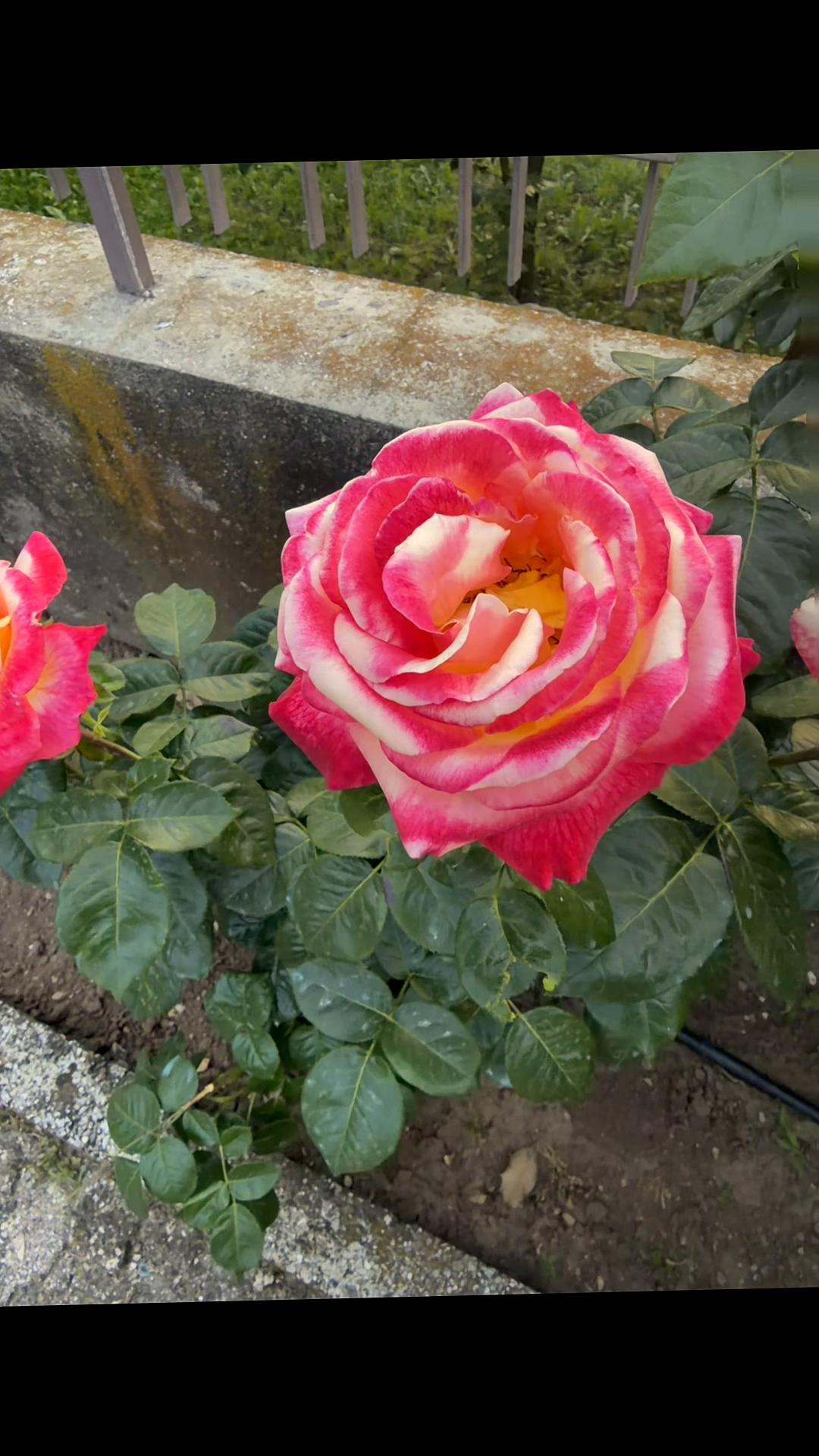 @rosa74