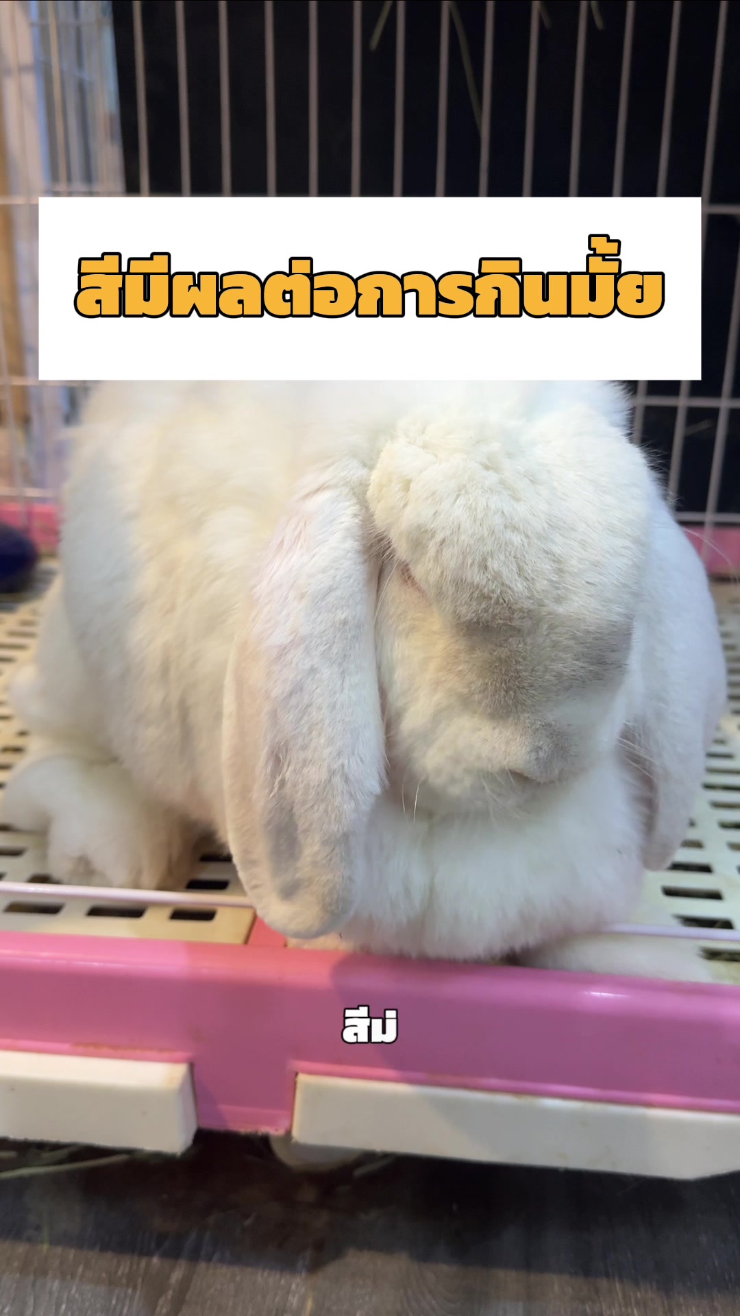 @WelovepetsbyPamornchaiSupply