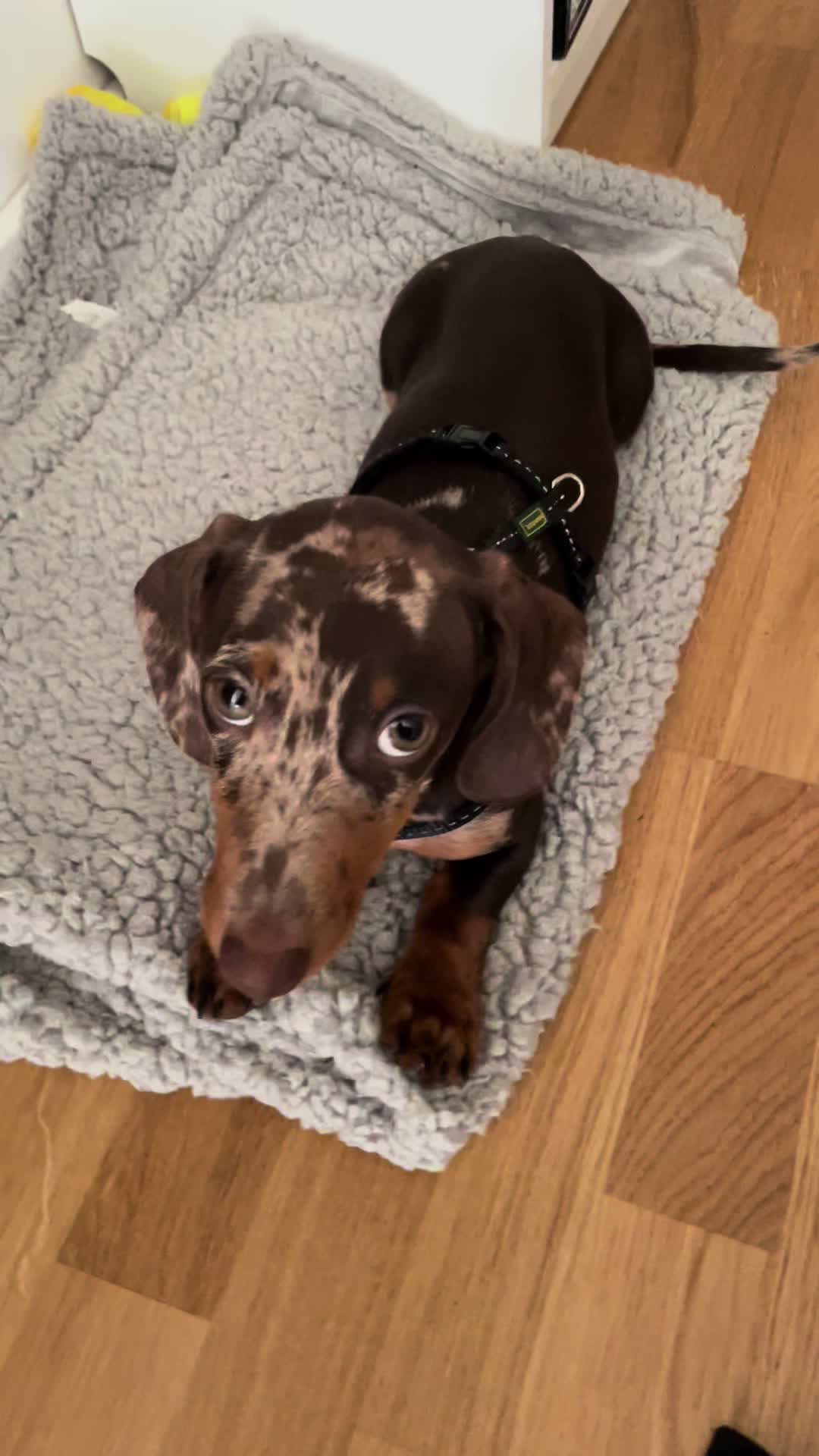 @Hundeurlaub.de