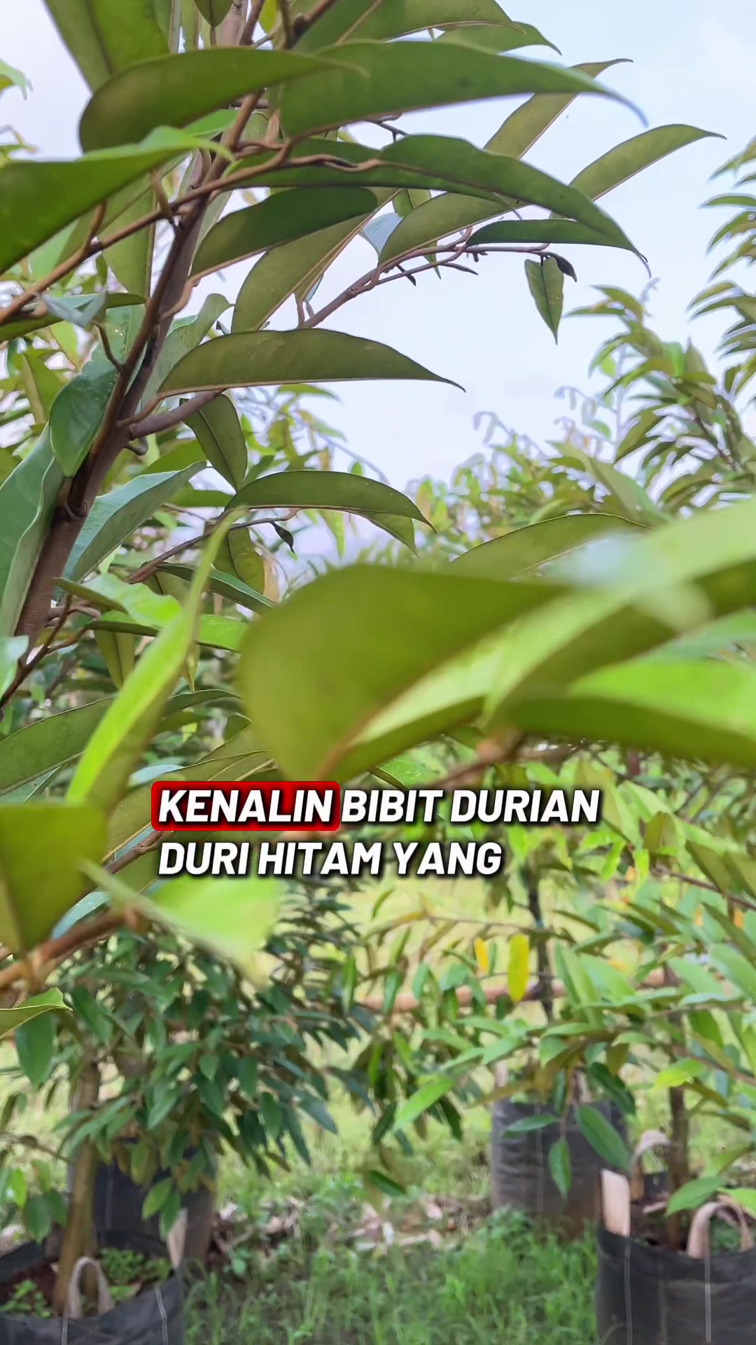 @RATU BIBIT