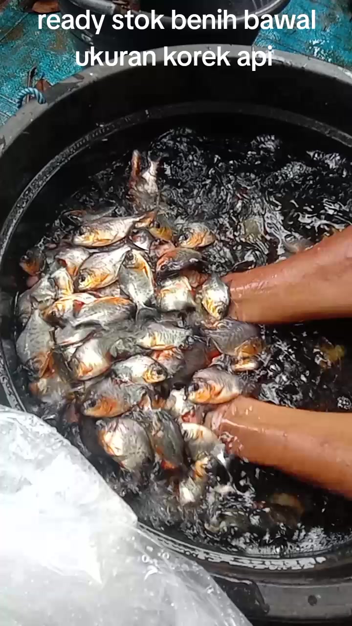 @afdhal koi farm